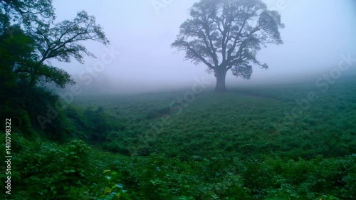 A solitary tree stands in a foggy field, surrounded by lush greenery, creating a serene and tranquil atmosphere.