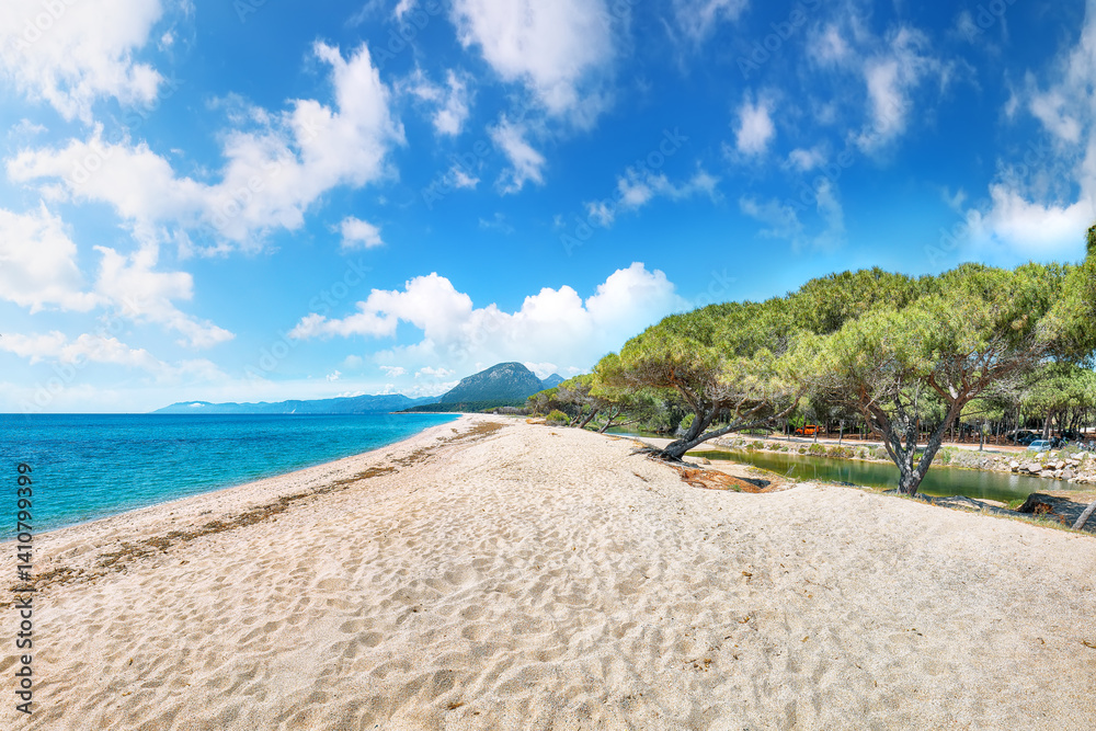 Remarkable view of Maritime pine trees and Osala Beach in national park Stagno Longu.