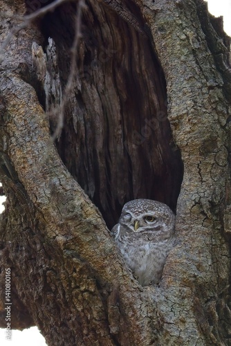 Close-up portrait of owl perching on tree trunk