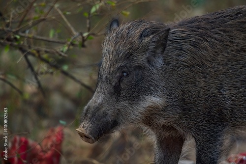 Close-up of wild boar standing in forest