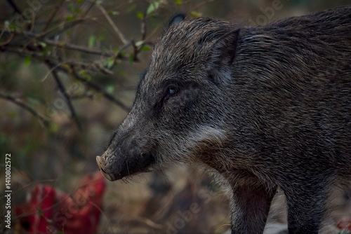 Close-up of wild boar standing in forest