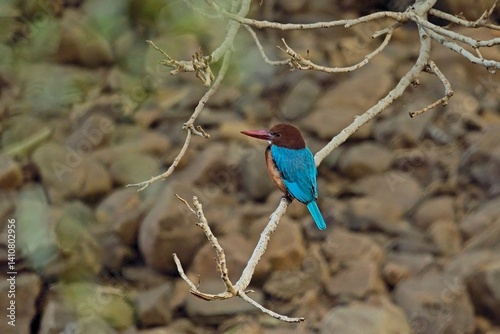 Close-up of kingfisher bird perching on plant