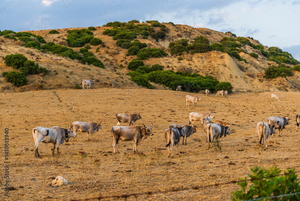 Fototapeta premium rural countryside landscape during a sunny summer day inside Val d'Agri, Basilicata
