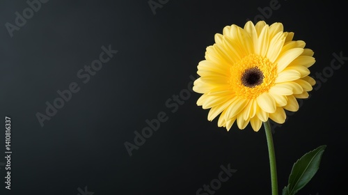 This image features a vibrant yellow gerbera flower, showcasing intricate details and textures against a contrasting dark background for a stunning visual impact.