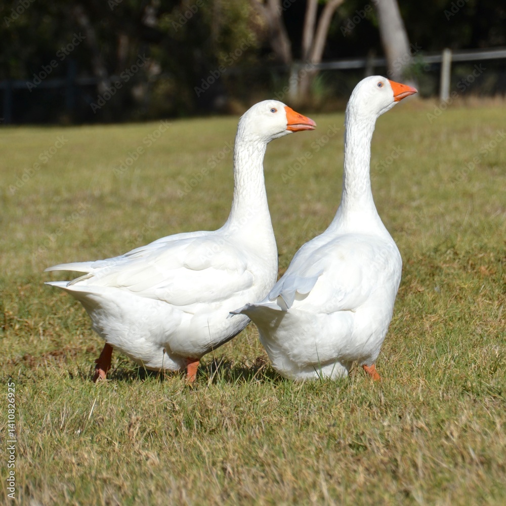 Two white geese on a farm paddock Two white geese on a farm paddock