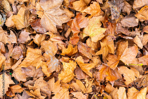 Layer of dry autumn leaves in warm earthy tones, creating a seasonal natural texture ideal for backgrounds, fall themes and organic design compositions.