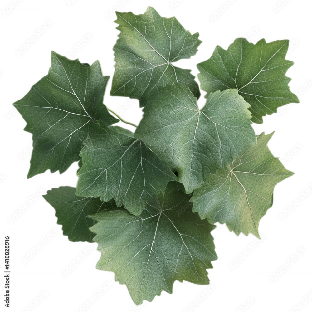 Fototapeta premium Grape Leaves: A close-up view of vibrant green grape leaves showcases intricate textures and forms, conveying the freshness of nature's essence.