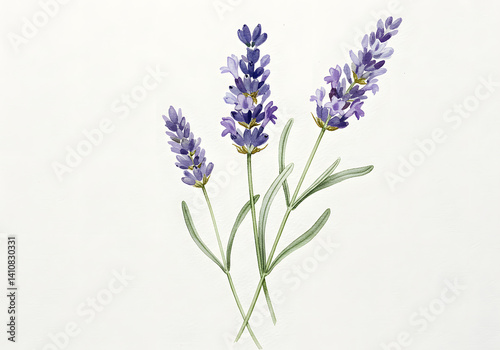 Watercolor Lavender Flowers Illustration, Artistic Purple Floral Botanical Design on White Background.
