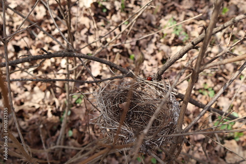 bird nest in tree