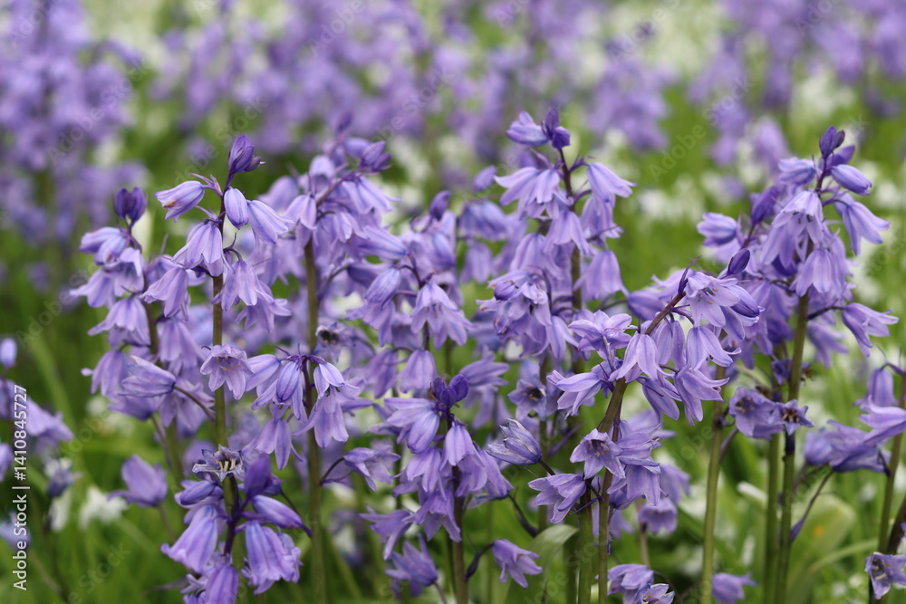 Fototapeta premium Wild bluebells in a meadow in spring