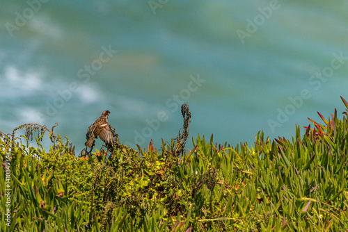 A sparrow lands gently on vibrant coastal vegetation above the Atlantic Ocean, captured with natural light and a softly blurred seascape background in Portugal.
