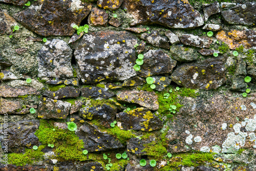 Old stone wall covered with moss, lichens, and small plants like Umbilicus rupestris (navelwort), showcasing a natural textured surface rich in color and detail.