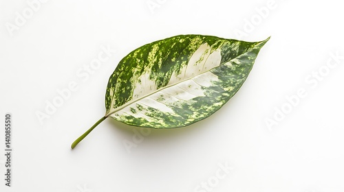 Obraz na płótnie A single, beautifully variegated leaf with unique patterns, laying effortlessly on a minimalist white background, embracing nature beauty w salonie
