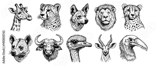 african animal portraits including lion, cheetah, giraffe, hyena and ostrich vector hand drawn doodle ink sketch