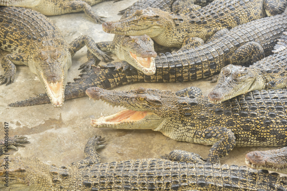 Obraz premium Portrait of many crocodiles at the farm 
