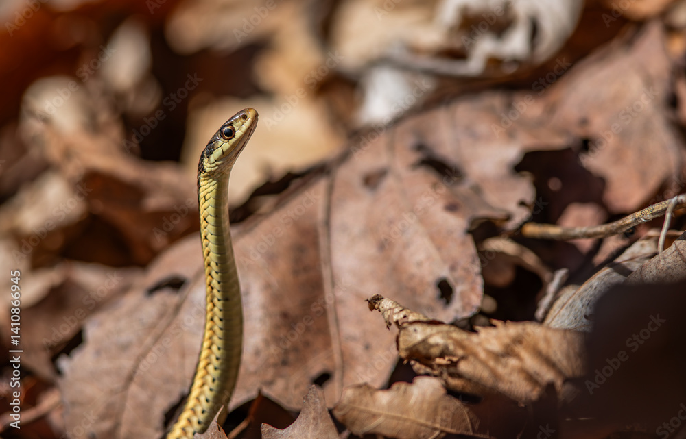 Fototapeta premium Eastern garter snake 