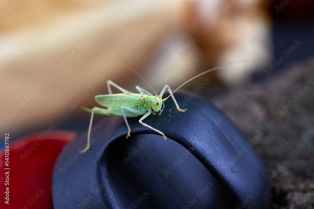 Grasshopper on a water bottle
