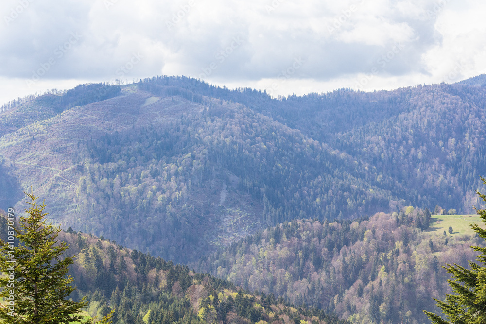 Mountains and trees in the Carpathians spring Mountains and trees in the Carpathians spring