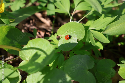 ladybird on a leaf