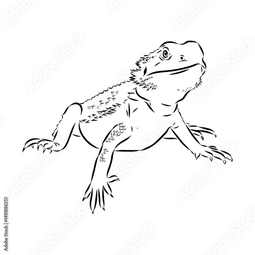 Agama Lizard hand drawing vector illustration isolated on white background