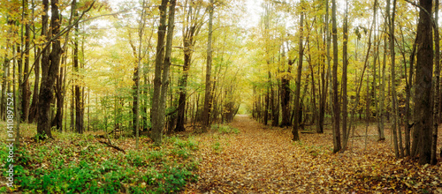 Panoramic view of trail through the forest of the Catskills in Kaaterskill Falls, New York State, USA.