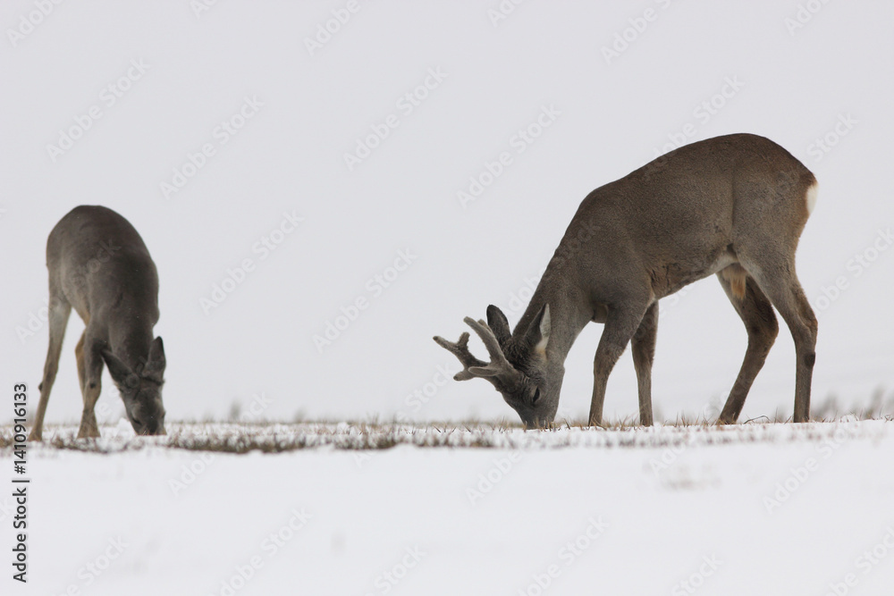 Sarna europejska (Capreolus capreolus) roe deer