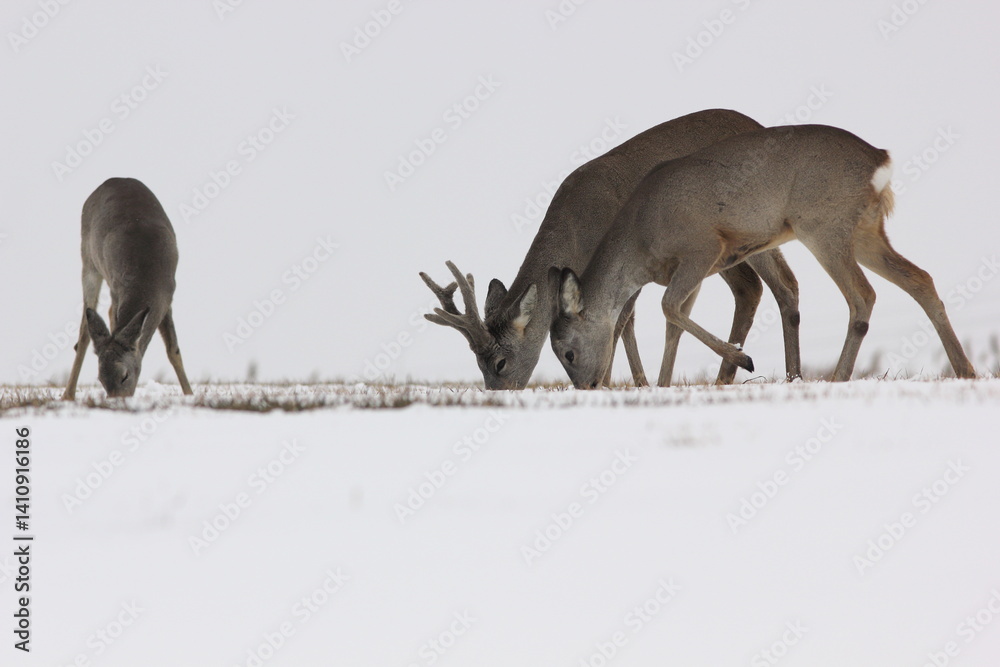 Sarna europejska (Capreolus capreolus) roe deer