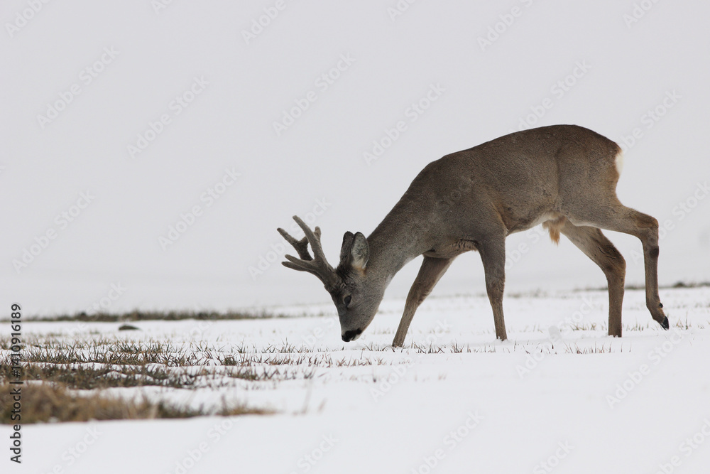 Sarna europejska (Capreolus capreolus) roe deer