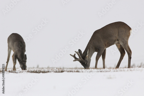 Obraz na płótnie Sarna europejska (Capreolus capreolus) roe deer w salonie
