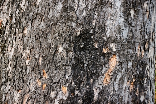 Obraz na płótnie Tree trunk in a forest w salonie