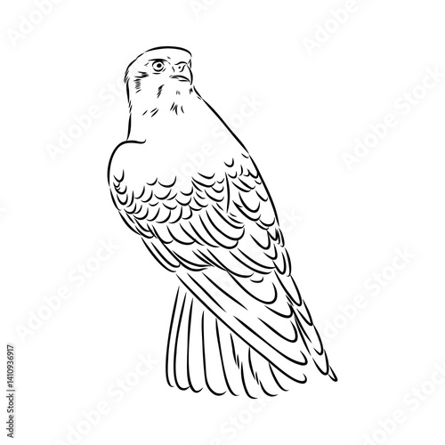 Brown hawk vector sketch Vintage eagle, great design for any purposes.