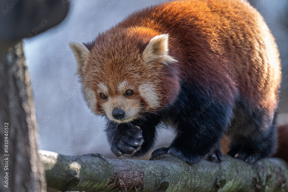 Obraz premium Red panda walking on a branch outdoors. 