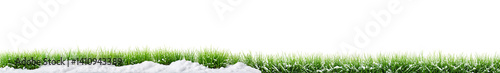 fresh green grass with firs...