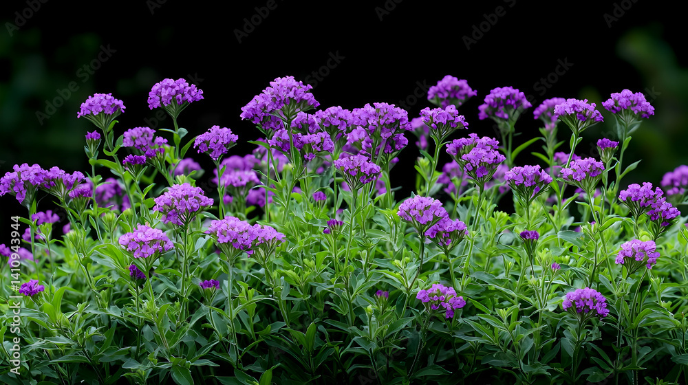 Fototapeta premium Purple Flowers Cluster In Garden