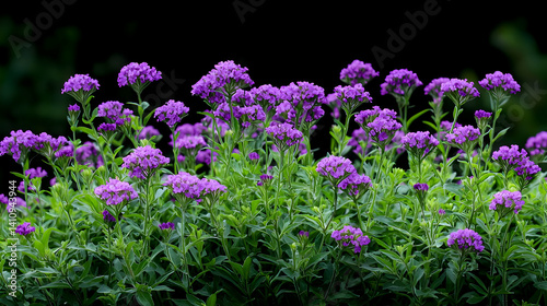 Purple Flowers Cluster In Garden