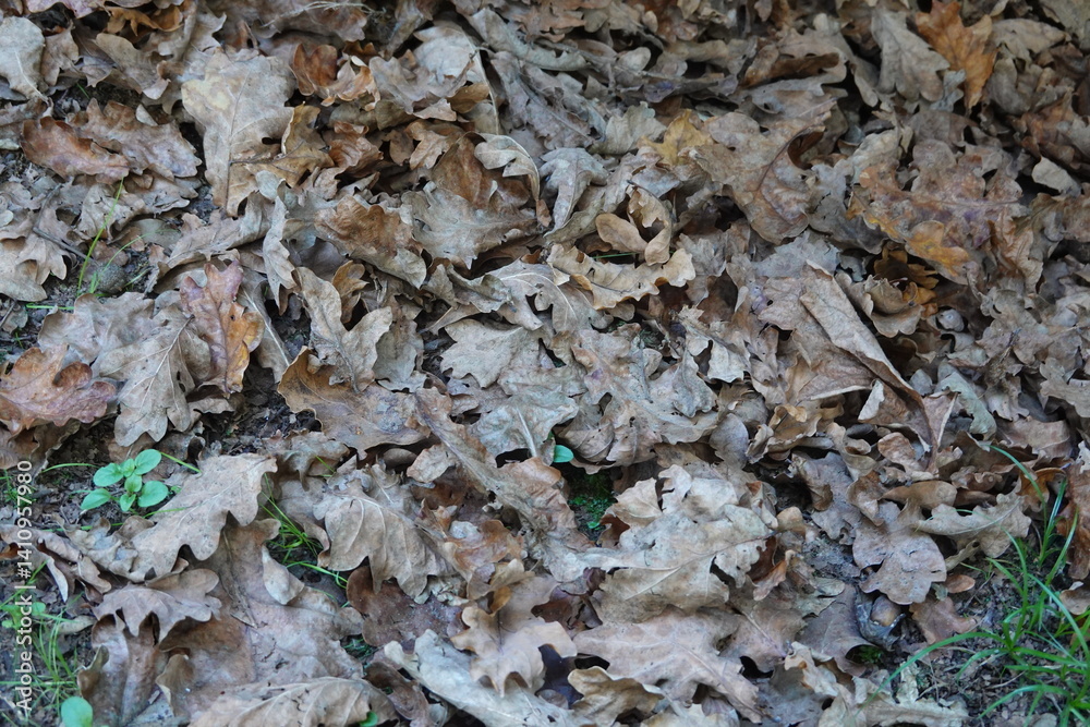 Dry oak leaves covering forest floor in autumn Dry oak leaves covering forest floor in autumn