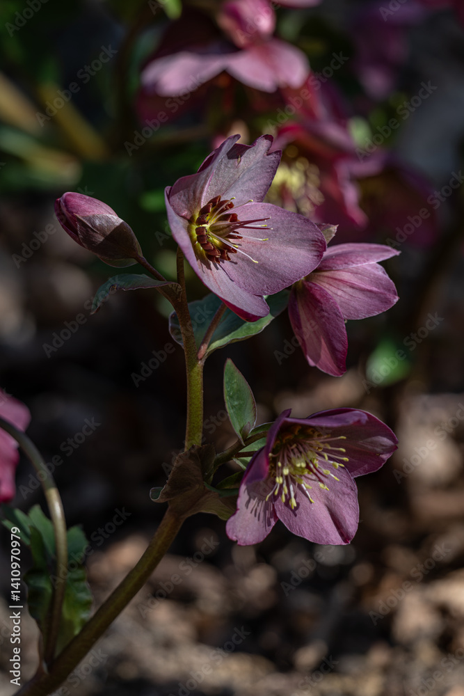 Purple hellebore flowers on a plant.