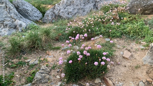 Wild pink flowers blooming among rocks in a serene landscape, symbolizing spring renewal and Earth Day harmony photo