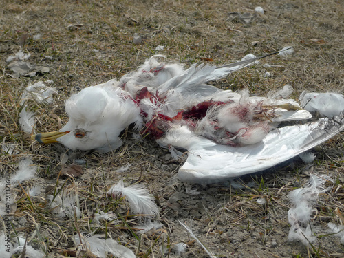 Goéland à bec cerclé mort gisant sur le sol dans le parc, photo en gros plan