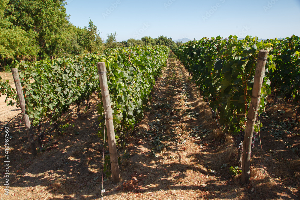 Grape vineyards in a typical winery in Colchagua valley, Chile