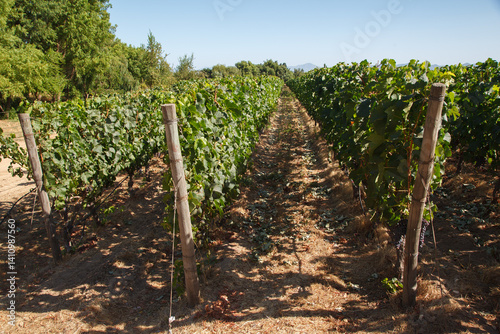 Obraz na płótnie Grape vineyards in a typical winery in Colchagua valley, Chile w salonie