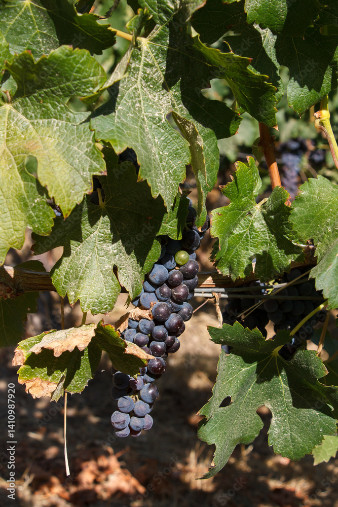 Grape vineyards in a typical winery in Colchagua valley, Chile