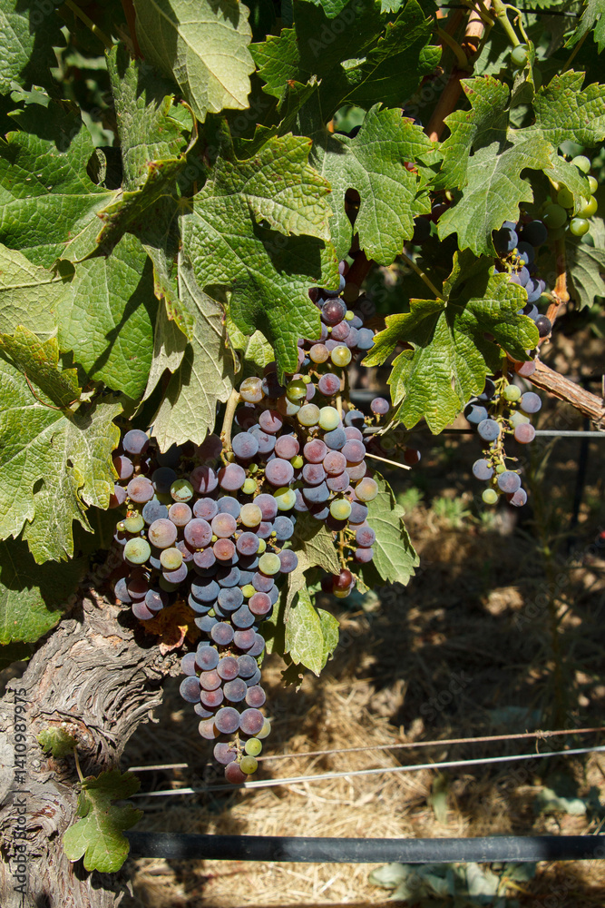 Grape vineyards in a typical winery in Colchagua valley, Chile