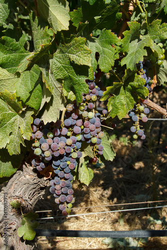 Obraz na płótnie Grape vineyards in a typical winery in Colchagua valley, Chile w salonie