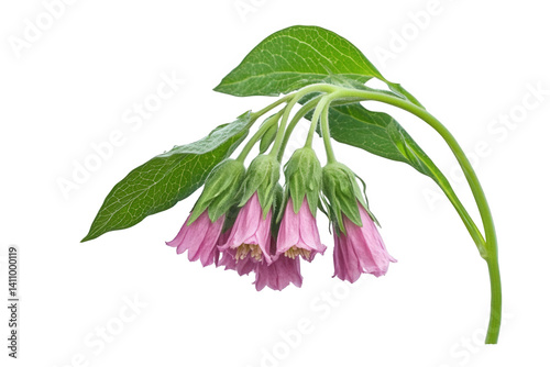 Delicate pink flowers with green leaves gently droop against a plain background, showcasing their unique shape and natural beauty during spring bloom