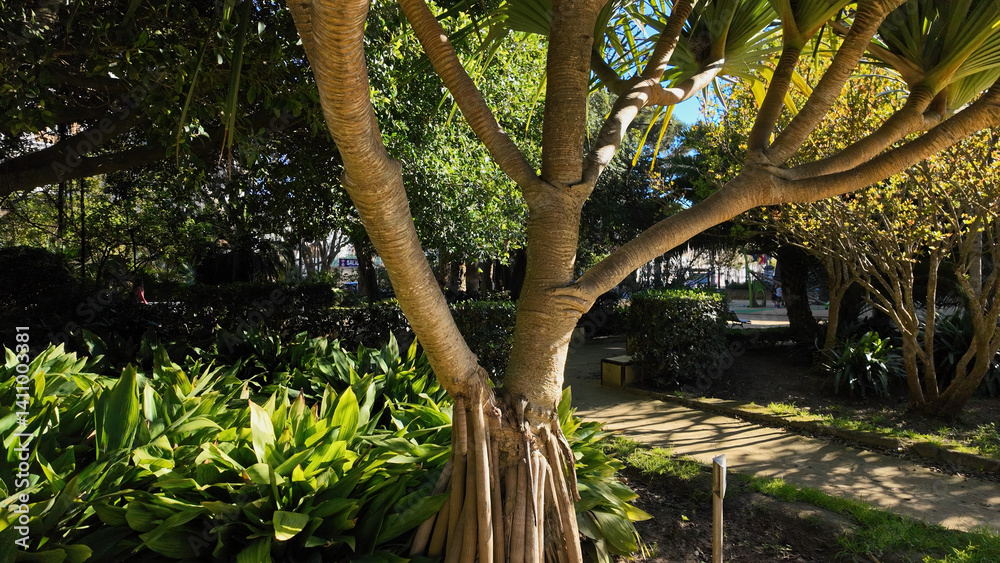 Obraz premium Dragon tree growing in Genoves Park in Cadiz, Spain