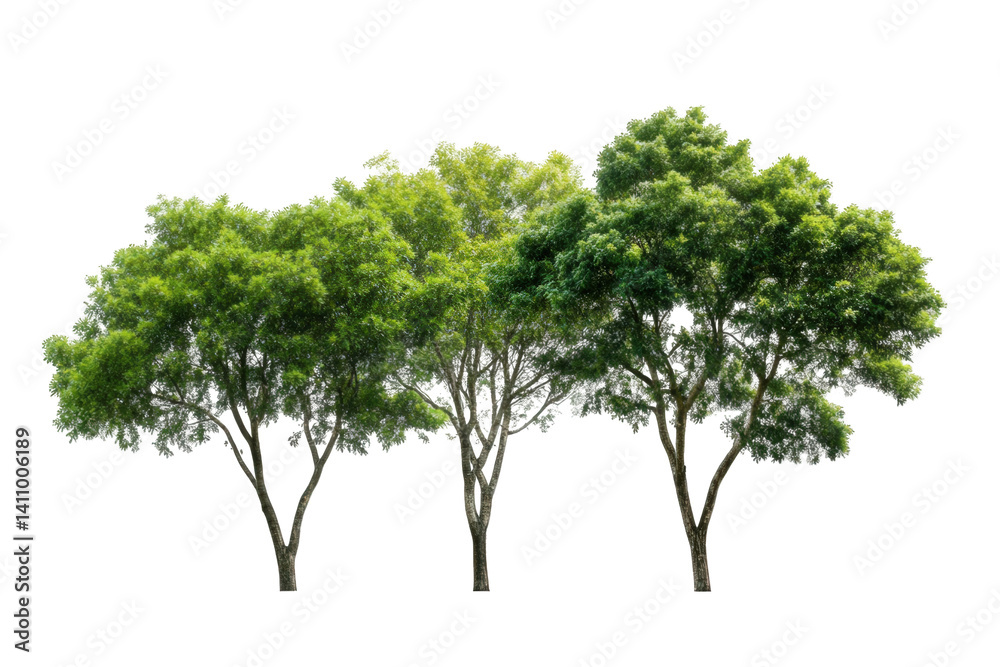 Row of three lush green trees standing against a plain white background, showcasing their vibrant foliage and sturdy trunks in a natural arrangement Row of three lush green trees standing against a plain white background, showcasing their vibrant foliage and sturdy trunks in a natural arrangement