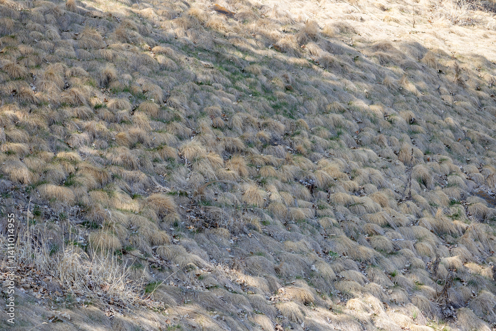 Fototapeta premium Full frame texture background of dry grass clumps matted down from winter snow cover, dotting an early spring hillside in dappled sunlight