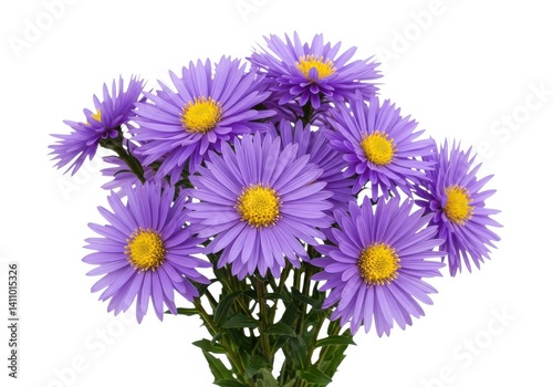 Beautiful purple asters flowers floral arrangement isolated on white background