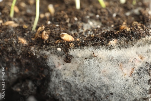 Soil with growing grass and mold, closeup